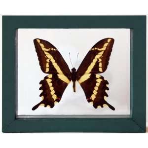  Real Framed Yellow and Black Papilio Butterfly Framed in 