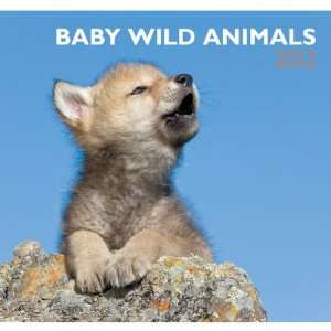  Baby Wild Animals 2012 Wall Calendar 12 X 12 Office 