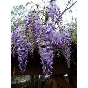  Fast Growing Sweet Scented Violet Wisteria 3 Seeds Patio 