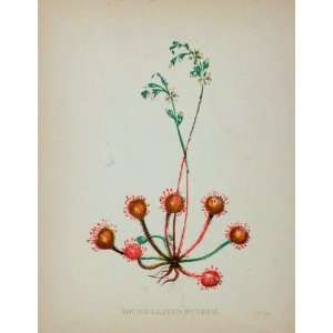 1902 ORIGINAL Botanical Print Round Leaved Sundew   Original Print