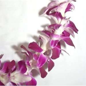  Standard Lei Greeting   Purple Orchid 