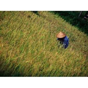 Worker in Field Around Vang Vieng, Vang Vieng, Laos Photographic 