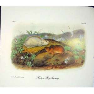  Lemming Lemmings Bay Quadruped Audubon Color Old Print 