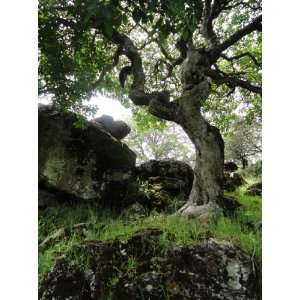  Sinuous Tree, Rockville, California   Framed Photo Art 