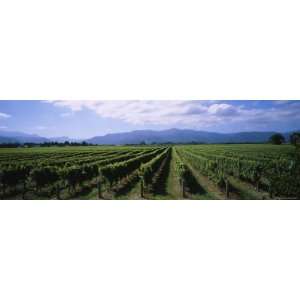 Vine Crop in a Field, Marlborough, South Island, New Zealand Premium 