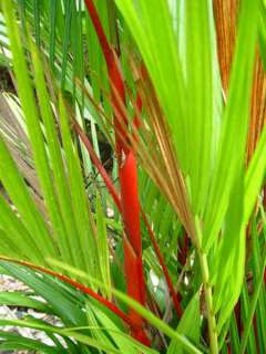 RED SEALING WAX PALM  Cyrtostachys renda   PLANT  