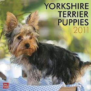  Yorkshire Terrier Puppies 2011 Wall Calendar Office 
