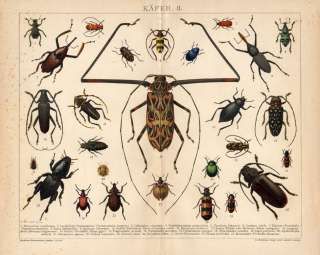 Antique Print BEETLES Brockhaus 1897  