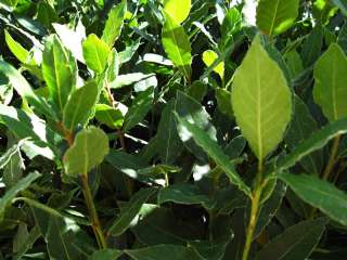 Sweet Bay Laurel Herb   Bay Leaf   Laurus nobilis  