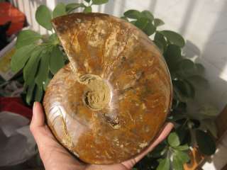 97lb NATURAL BEAUTIFULVariegated colorconch FOSSILS  