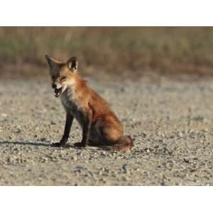  Red Fox Pauses to Lick its Chops, Bombay Hook, Delaware 