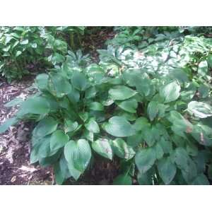  Hosta Ventricosa Patio, Lawn & Garden