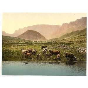  Photochrom Reprint of Thirsty cattle, England