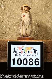 10086 Fishing Grey Squirrel Novelty Taxidermy Mount GrayBlackRed 