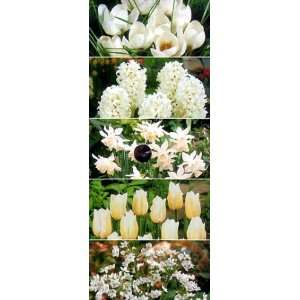   Color Garden Assortments White   75 Bulbs   WOW Patio, Lawn & Garden