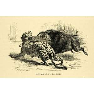 com 1878 Wood Engraving Panther Wild Boar Animal Leopard India Fight 