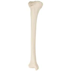 3B Scientific A35/3R Right Tibia Model  Industrial 