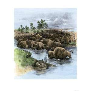 Herd of Buffalo Drinking from the Platte River on the Great Plains 