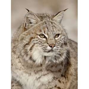  Bobcat (Lynx Rufus) in the Snow, in Captivity, Near 