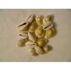  Lot of 20 Cowrie Sea Shells 0.5 
