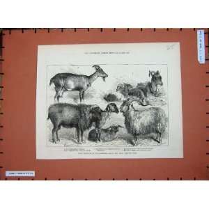   1880 Goats Alexandra Palace Show Burdett Coutts Kids