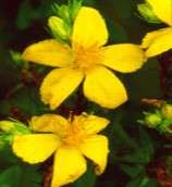 st john s wort has been used since the time of ancient greece for 