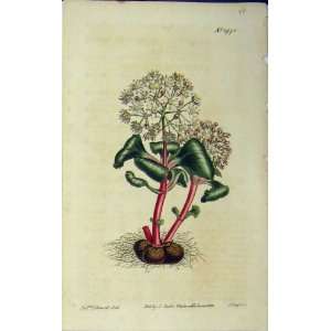   1812 Hand Coloured Flower Curtis Edwards Sansom N.1472