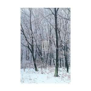 Adam Brock   Woodland Snow I