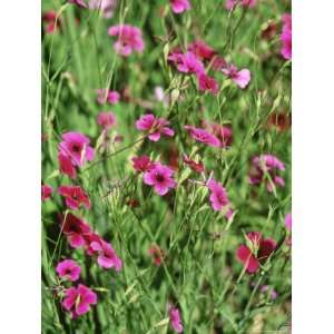  Silene Occulata Cardinalis Ruby Flax (Campion), Close up 