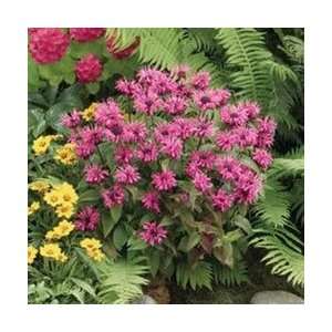  Bee Balm   Pink Lace Perennial Flower Patio, Lawn 