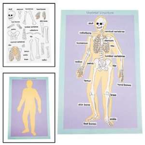  12 Skeletal Human Body Giant Sticker Scenes   Basic School 