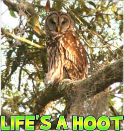 LIFES A HOOT T SHIRT #4530 BARRED OWL *LOOK* OWLS  