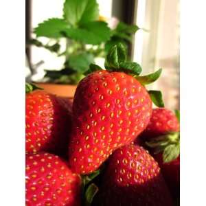   Strawberry Early to Mid Bearing 30 Plant Seeds Patio, Lawn & Garden