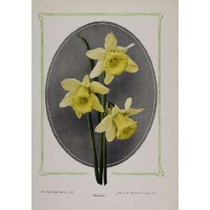   Daffodil Narcissus Spring Flower Bulb   Original Print