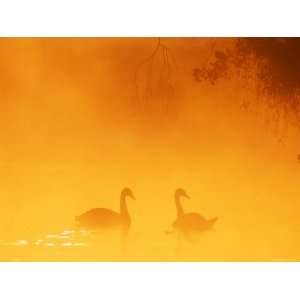  Silhouette Through Mist of Two Mute Swans, on Water, UK 