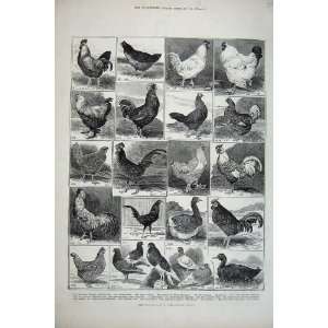   1882 Poultry Show Crystal Palace Birds Pullet Cockerel