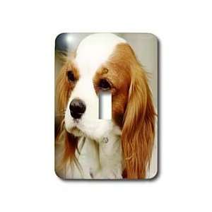  VWPics Northern   Spaniel, Cavalier King Charles Spaniel 