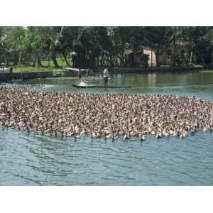  Ducks Being Herded on a Backwater, Kerala State, India 