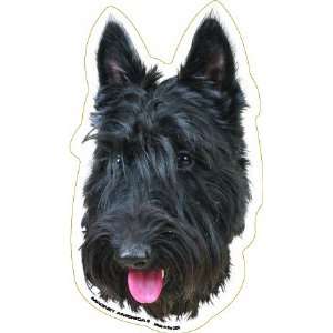 Scottish Terrier