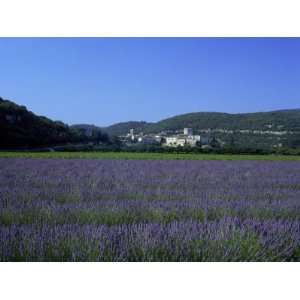  Lavender Fields Outside the Village of Montclus, Gard 
