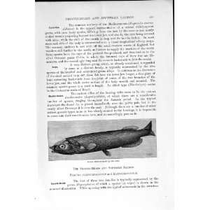    NATURAL HISTORY 1896 BLACK SMOOTH HEAD SALMON FISH