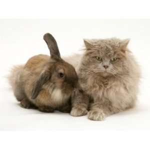 Fluffy Grey Cat Cuddled up with Dwarf Lionhead Rabbit Photographic 