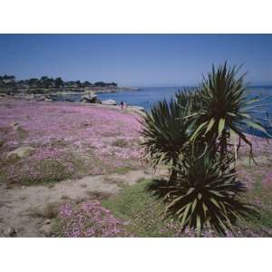  The Magic Carpet of Mesembryanthemum Flowers, Pacific 