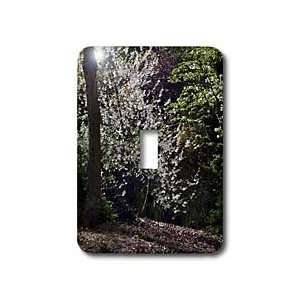   Scenes   White Tree on path   Light Switch Covers   single toggle