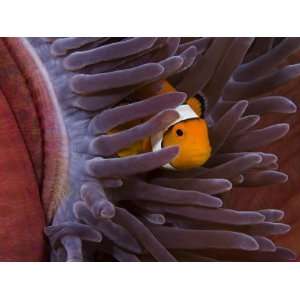 Clown Anemonefish (Amphiprion Percula) in a Sea Anemone (Heteractis 