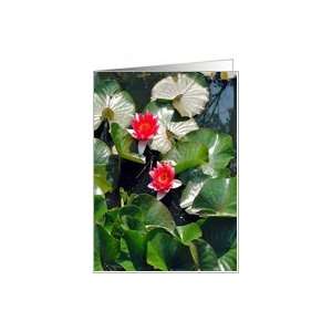  red flowers,white & green lily pads Card Health 