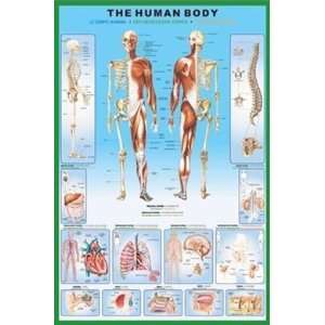  The Human Body Anatomical Diagram Poster 24 x 36 inches 
