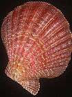 Anquipecten picturatus Okinawa 39 8mm GEM Pecten  