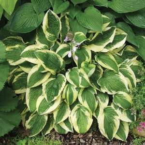  Hosta Wide Brim Patio, Lawn & Garden