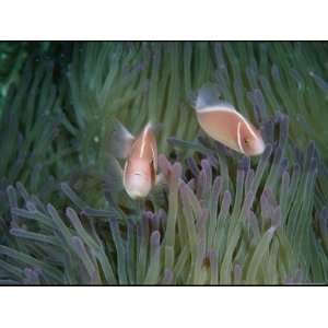  Two Pink Anemonefish Swim Among a Sea Anemones Stinging 